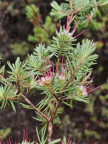 Image of Darwinia fascicularis by (c) ronavery, some rights reserved (CC BY)