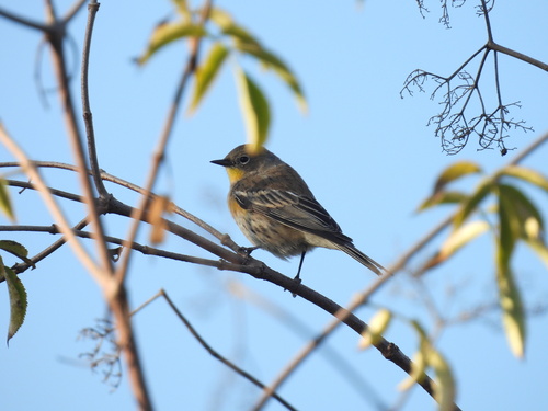 iNaturalist observation photo of Yellow-rumped Warbler