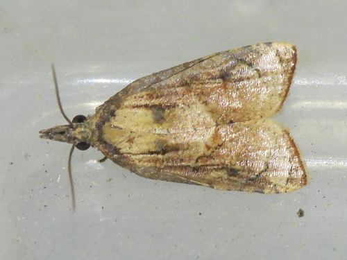 Omnivorous Platynota Moth photo 6