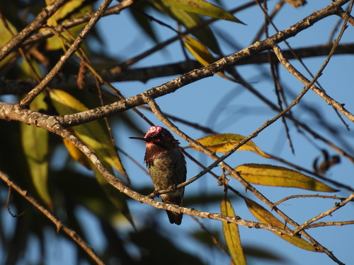 iNaturalist observation photo of Anna's Hummingbird