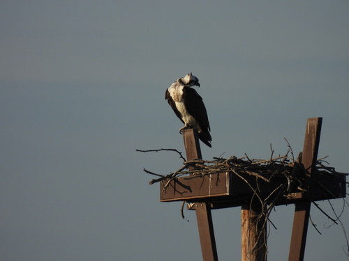 iNaturalist observation photo of Osprey