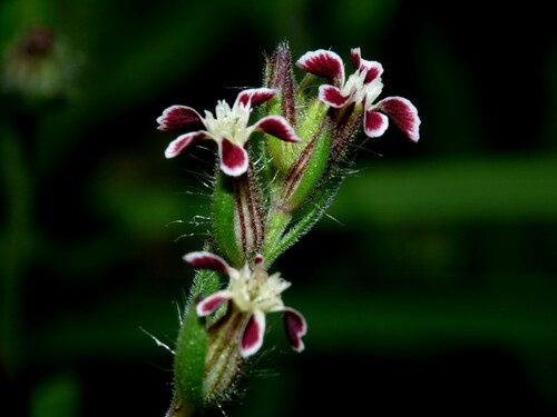 Representative image of Silene gallica