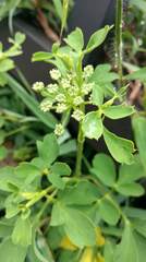 Peucedanum japonicum