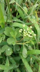 Peucedanum japonicum