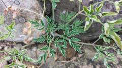 Peucedanum japonicum