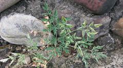 Peucedanum japonicum