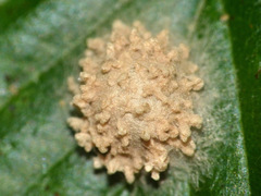 Araneae