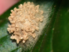 Araneae