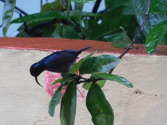 Cinnyris asiaticus