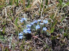 Eritrichium argenteum