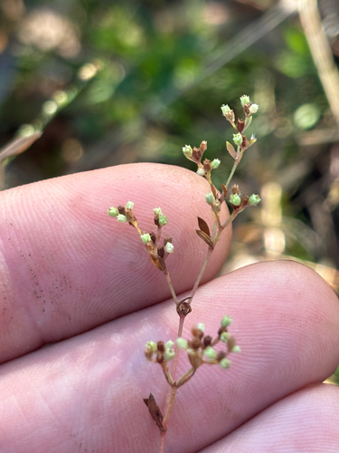 Image of Paronychia baldwinii by no rights reserved