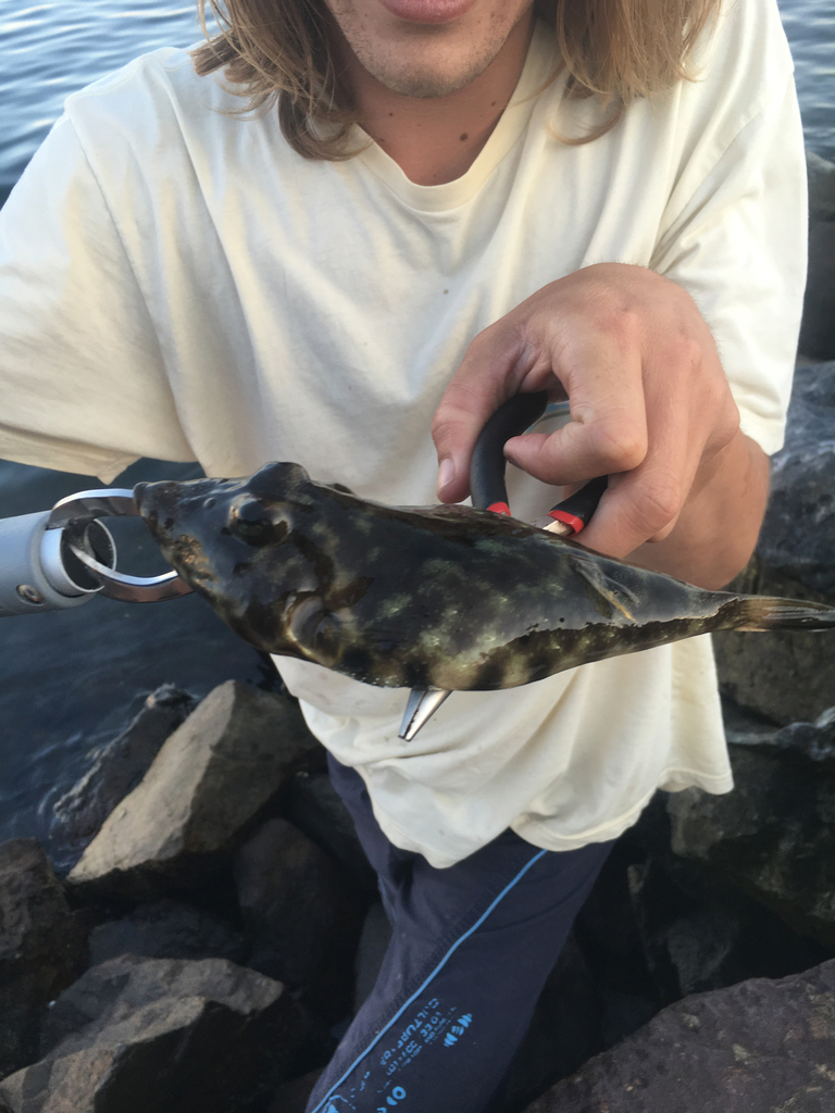 Photo of Longnose puffer (Sphoeroides lobatus)