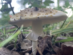 Amanita