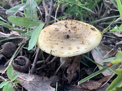 Amanita