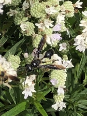 Isodontia auripes