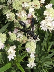 Isodontia auripes