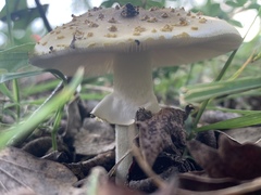 Amanita