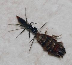 Dolichurus