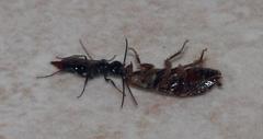 Dolichurus