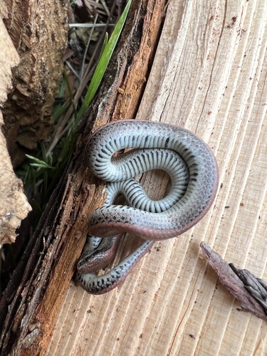 iNaturalist observation photo of Common Sharp-tailed Snake