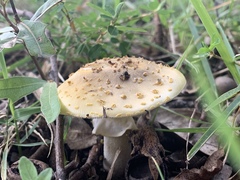 Amanita