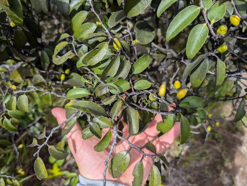 Image of Diospyros sandwicensis by (c) Damien Wallace, some rights reserved (CC BY)