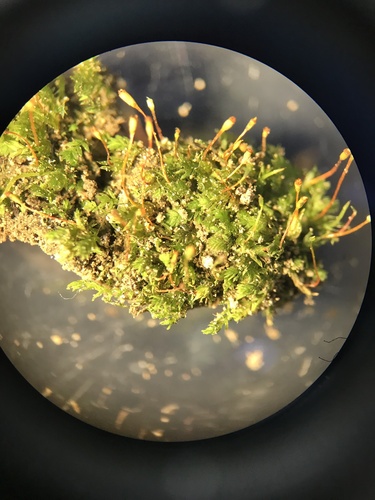 Fissidens taylorii, 2024-11-02