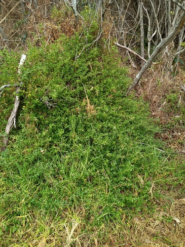 Chenopodium candolleanum, photograph 4