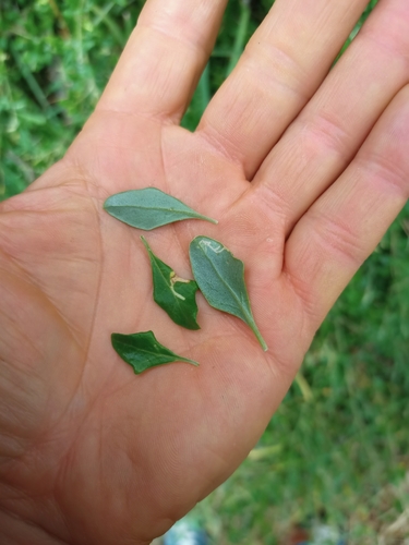 Chenopodium candolleanum, photograph 5