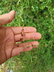 Chenopodium candolleanum, photograph Harry Rose, CC0, iNaturalist via GBIF