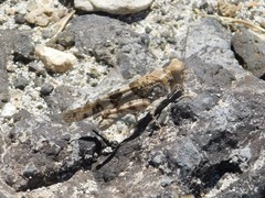 Trimerotropis pseudofasciata