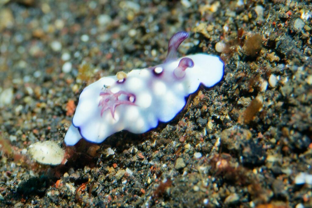 Bus Stop Nudibranch