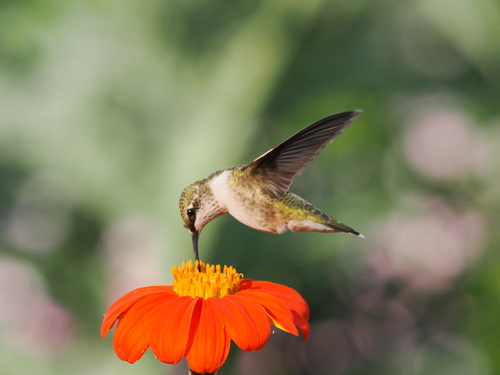 Ruby-throated Hummingbird photographed in Minnesota