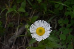 Erigeron coulteri