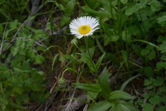 Erigeron coulteri