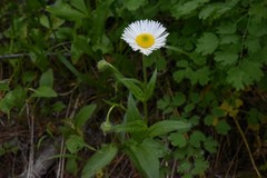 Erigeron coulteri