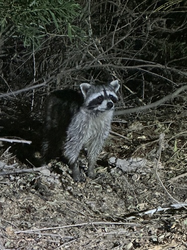 Common Raccoon photographed in Nevada