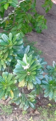 Plumeria obtusa
