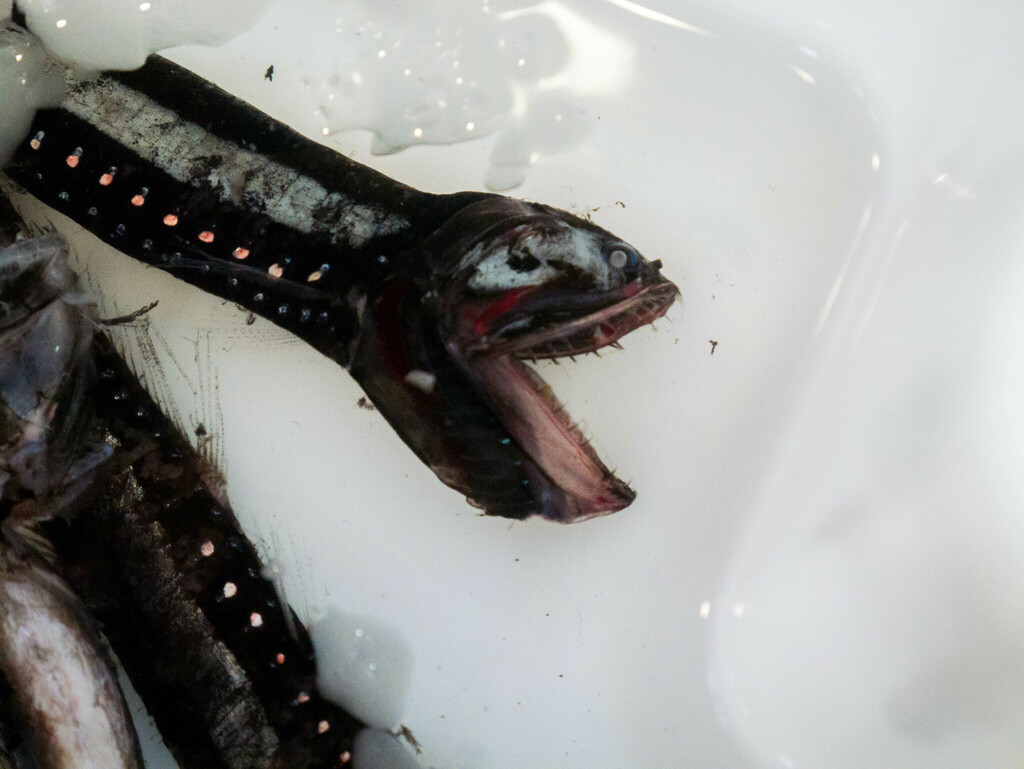 elongated bristlemouth fish