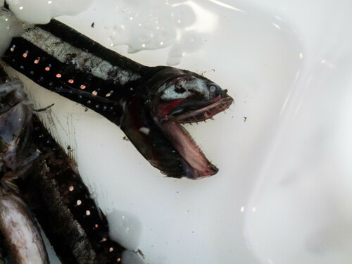 elongated bristlemouth fish