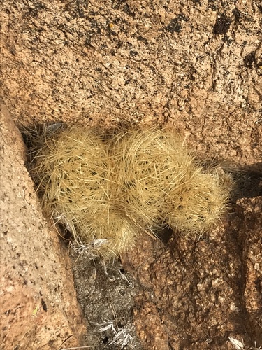 Image of Eriosyce senilis by (c) Víctor Sarabia Sánchez, some rights reserved (CC BY)