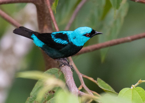 Dacnis venusta Lawrence, 1862