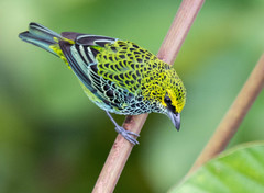 Speckled Tanager photo 2