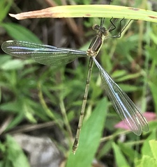 Archilestes