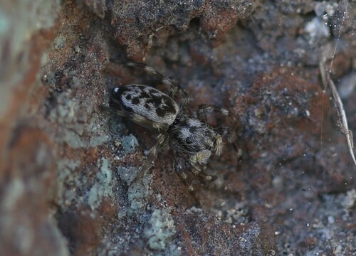 Jumping spider (Hakka himeshimensis) photo 2