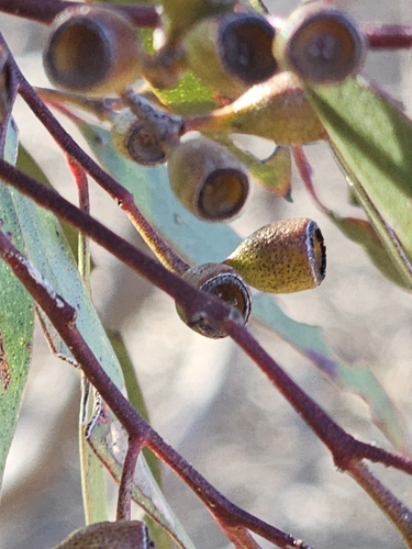 Image of Eucalyptus gracilis by (c) Michael McBain, some rights reserved (CC BY)