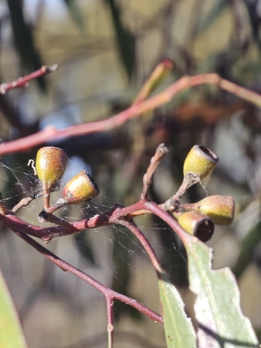Image of Eucalyptus gracilis by (c) Michael McBain, some rights reserved (CC BY)