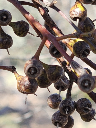 Image of Eucalyptus socialis by (c) Michael McBain, some rights reserved (CC BY)