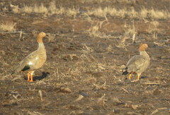 Chloephaga rubidiceps