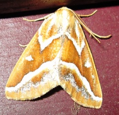 Caripeta angustiorata